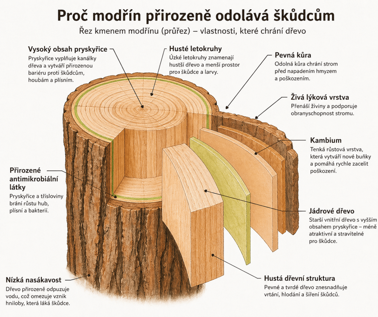 Řez kmenem modřínu – vysvětlení odolnosti dřeva proti škůdcům a vlhkosti