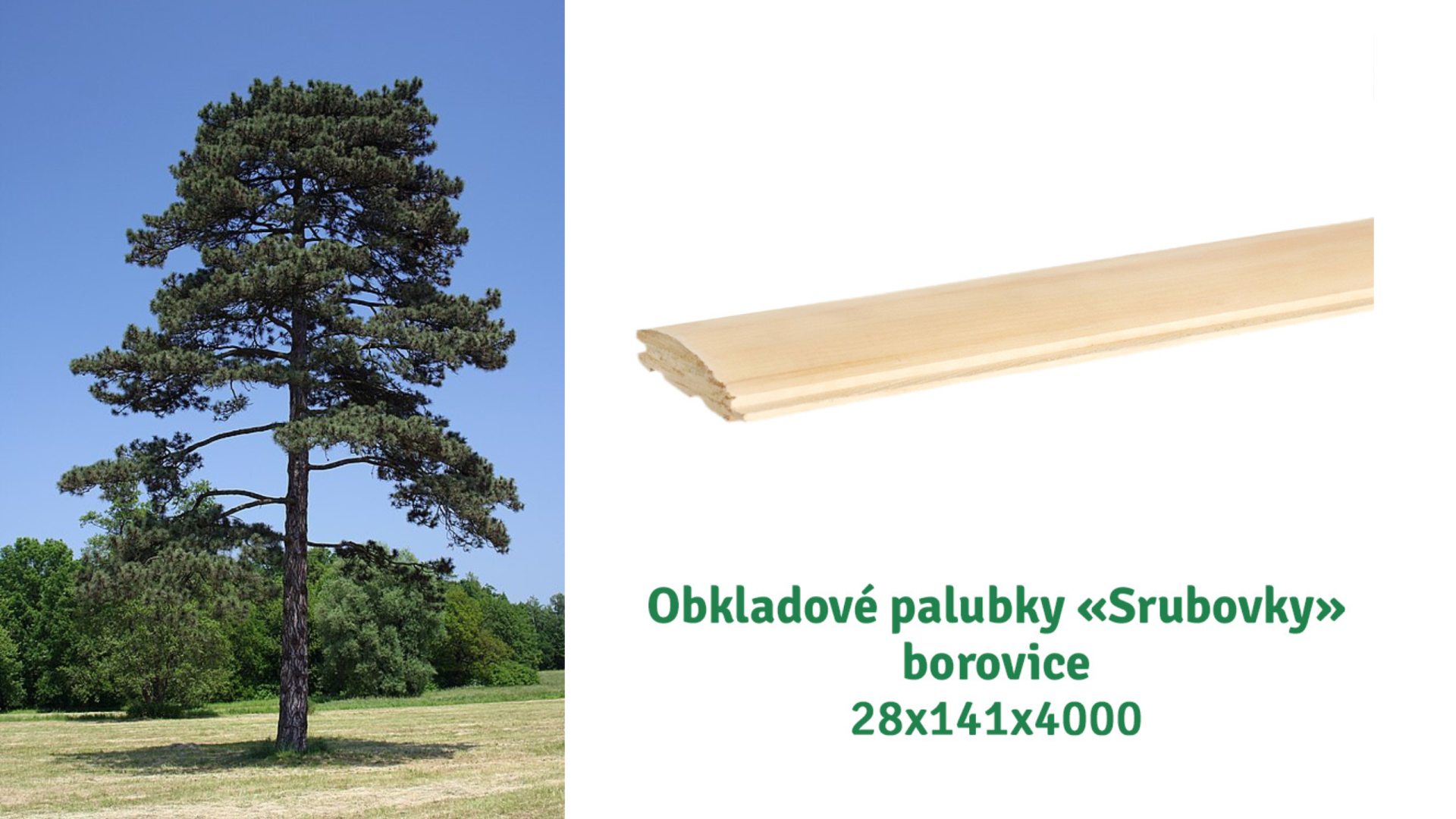Borovice a obkladové palubky srubovky jako příklad měkkého dřeva