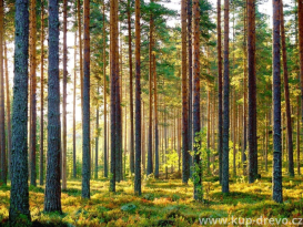 Severská finská borovice – odborný průvodce prémiovým dřevem pro stavebnictví a interiéry