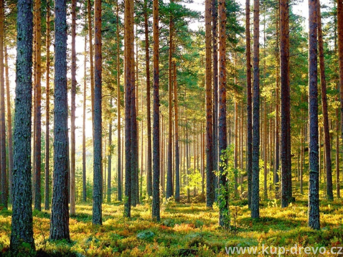 Severská finská borovice – odborný průvodce prémiovým dřevem pro stavebnictví a interiéry